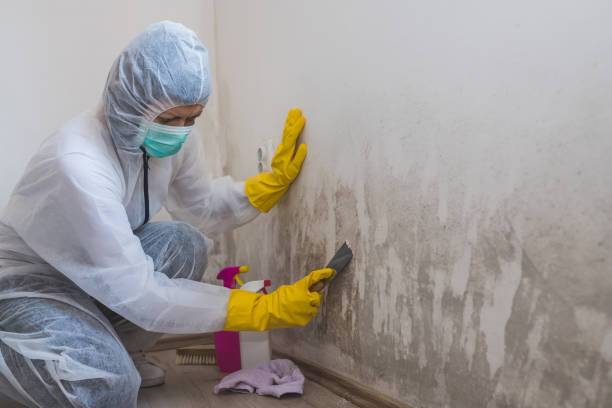 Best Residential Mold Remediation in Riverdale Park, MD