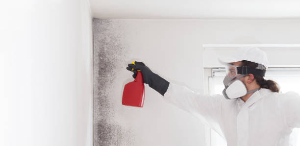 Trusted Riverdale Park, MD Mold Remediation Experts