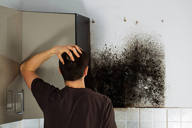 Best Basement Mold Remediation in Riverdale Park, MD